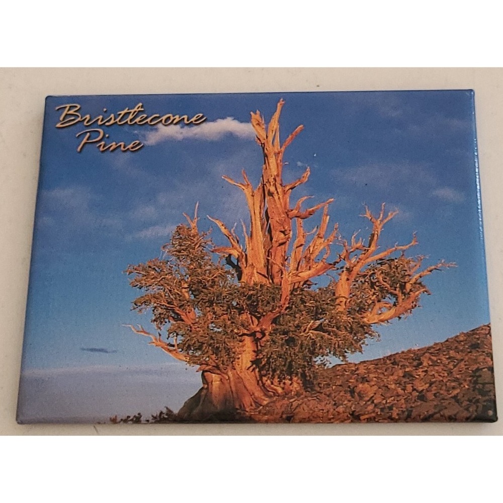 Bristlecone Pine Tree Photo Vintage Refrigerator Magnet